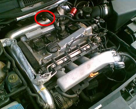 bov.JPG